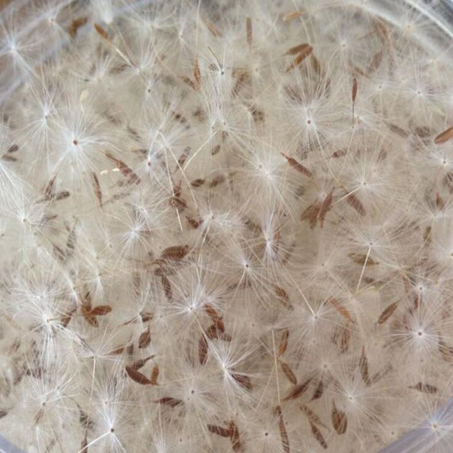 100Pcs Mini Witte Gedroogde Pa - Jewelry Making 3 Year Old recensie en prijs